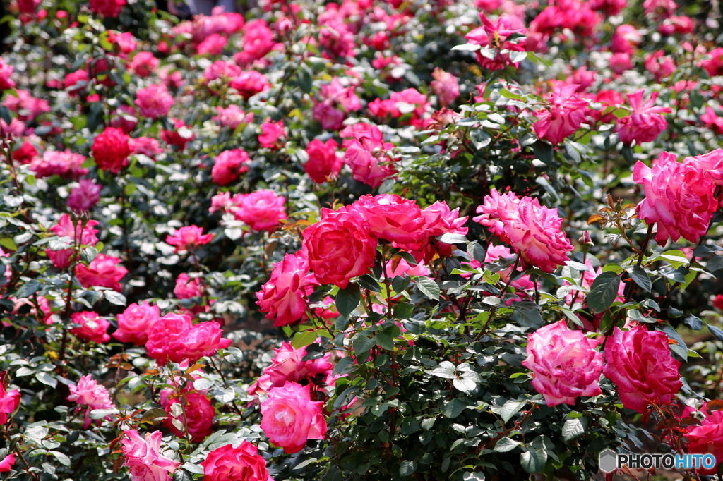 薔薇