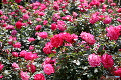 薔薇