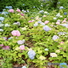 紫陽花
