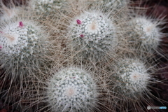 神代植物公園