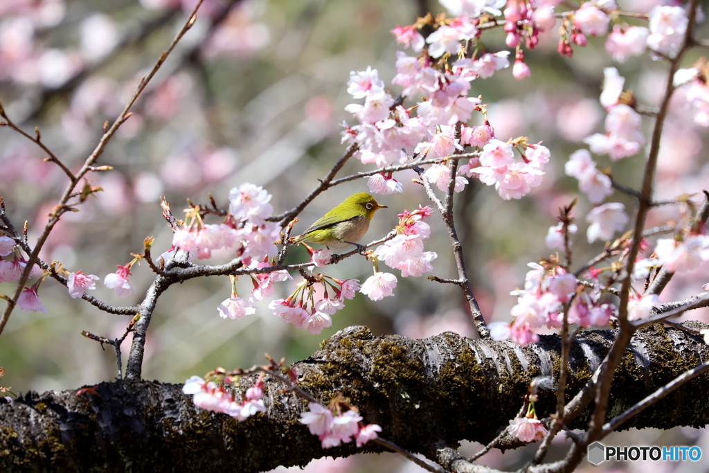 野鳥