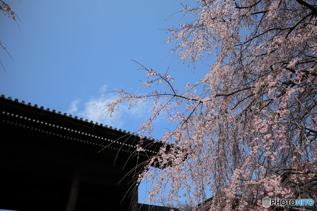 枝垂れ桜