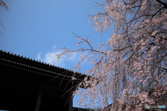 枝垂れ桜