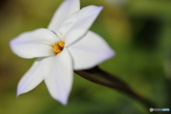 街に咲く花