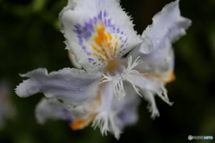 街に咲く花