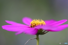 街に咲く花