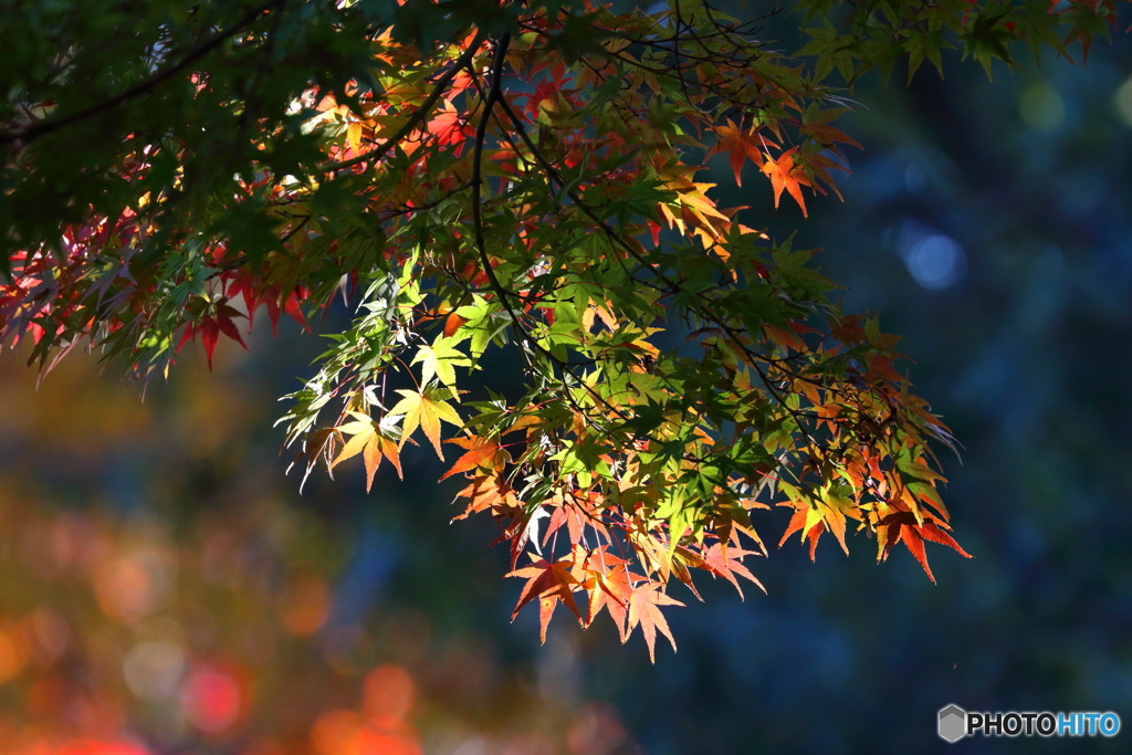 紅葉