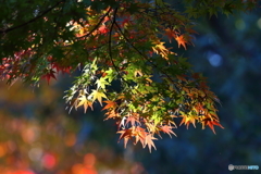 紅葉