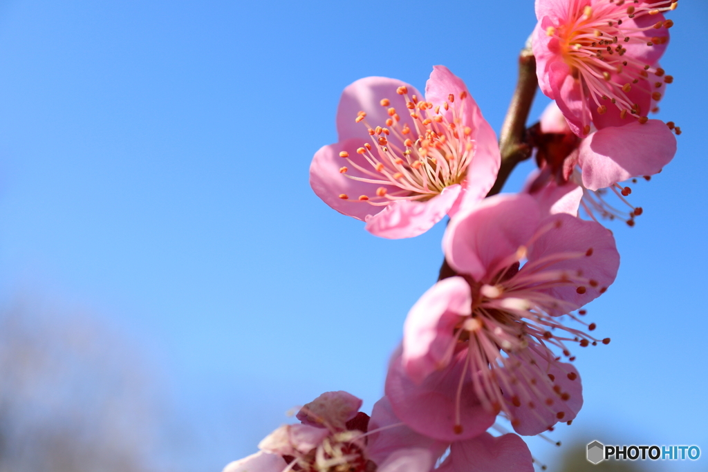 郷土の森