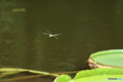 神代植物公園