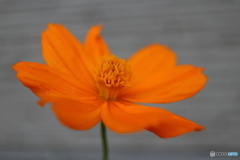 街に咲く花