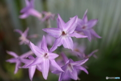 街に咲く花