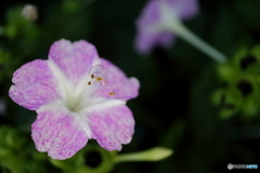 街に咲く花