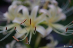 街に咲く花