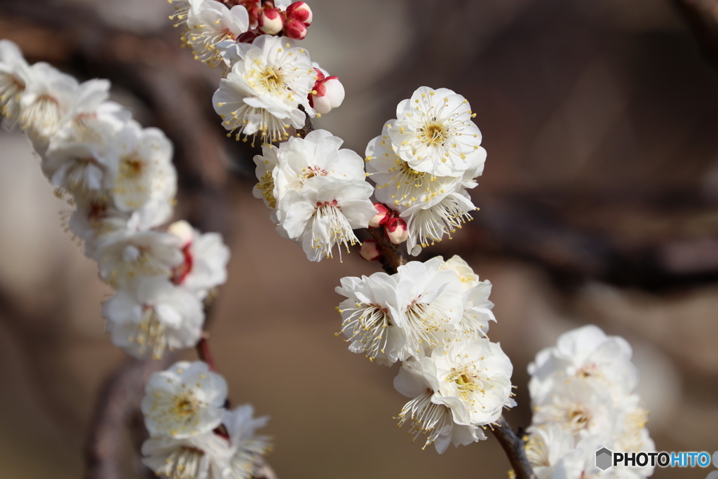 梅の花