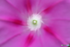 街に咲く花