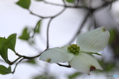 街に咲く花