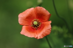 ナガミヒナゲシ