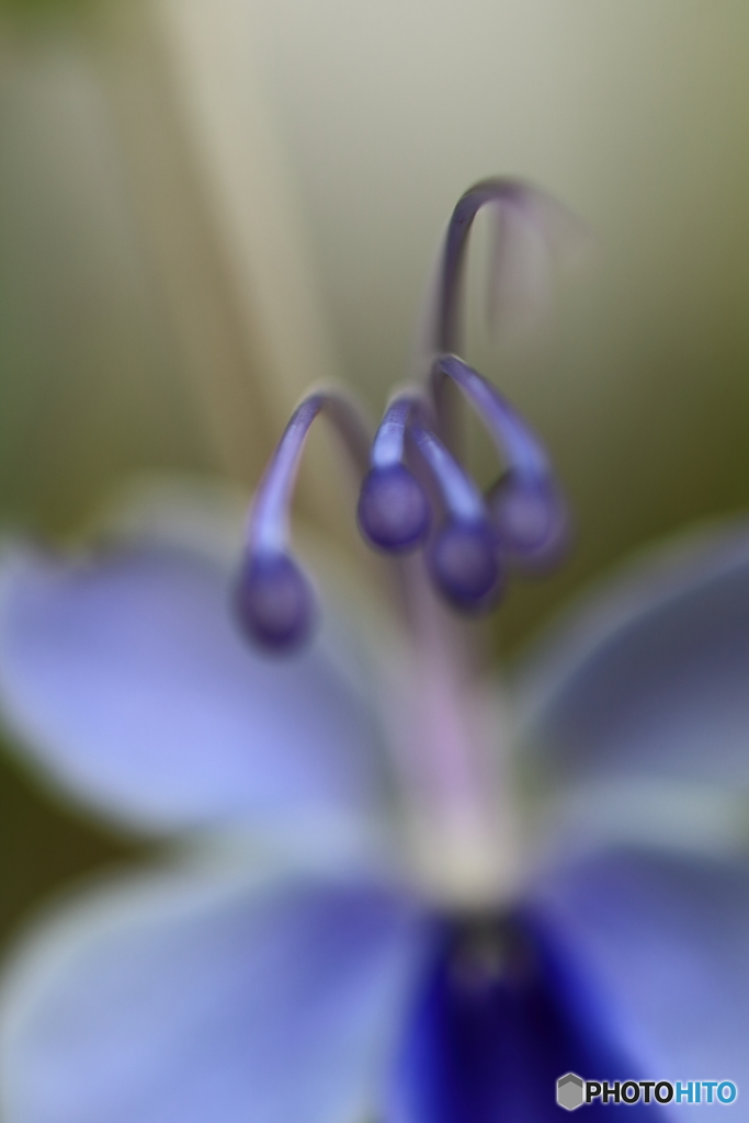 植物園の花