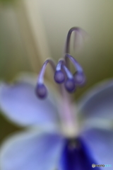 植物園の花