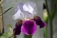菖蒲