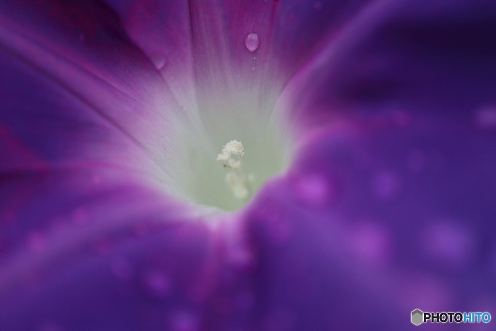 街に咲く花