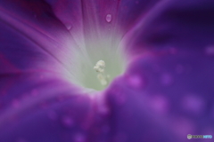 街に咲く花