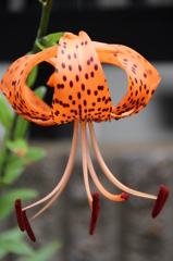 お花