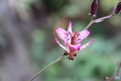 街に咲く花