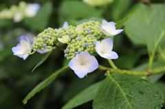 お花・あじさい