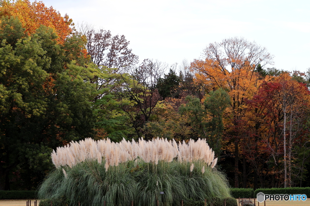 パンパスグラス