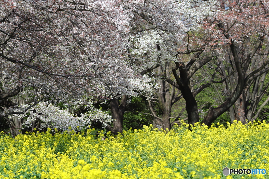 昭和記念公園