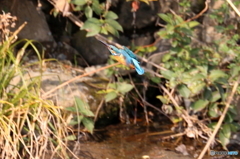 カワセミ