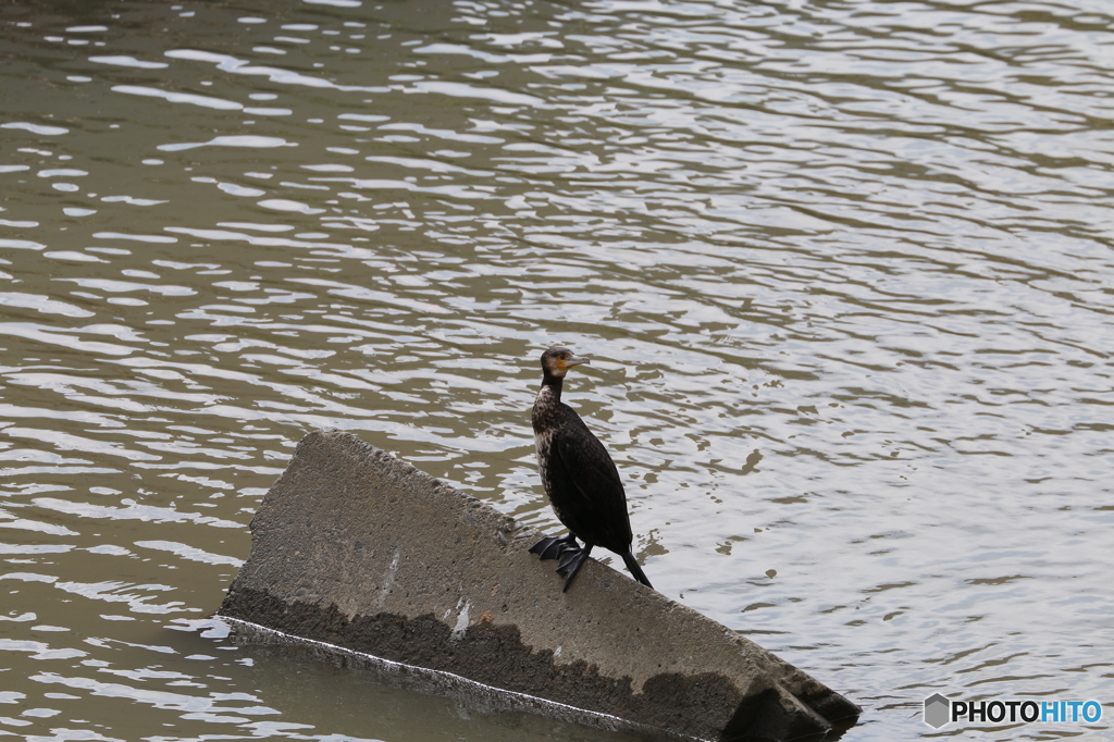 カワウ
