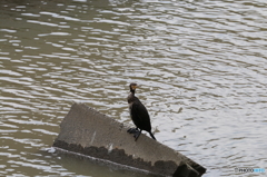 カワウ