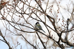 シジュウカラ