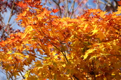 紅葉