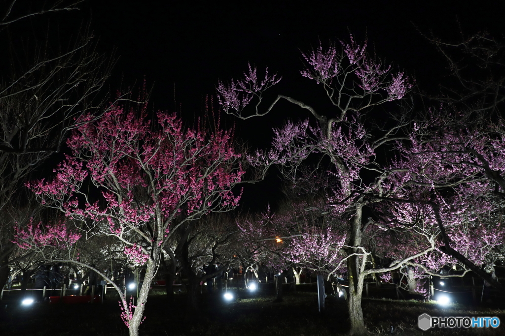 梅の花