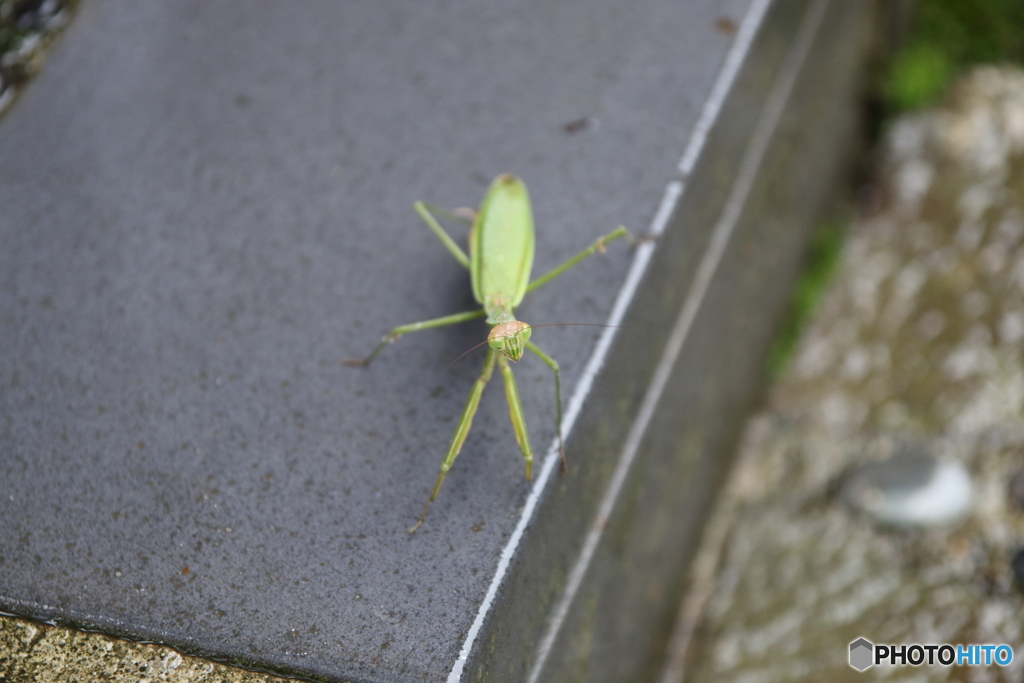 カマキリ