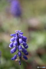 街に咲く花