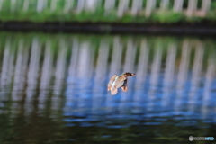 カワセミ