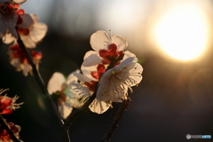 梅の花