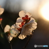 梅の花