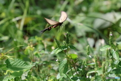 郷土の森
