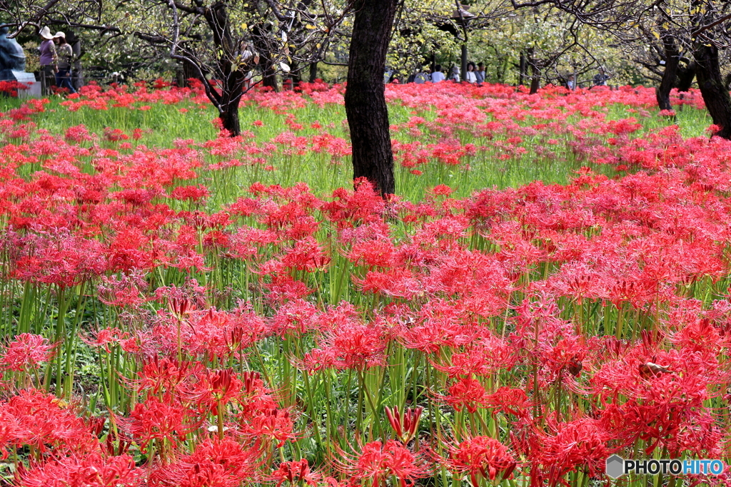 郷土の森