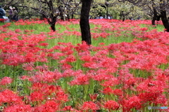 郷土の森