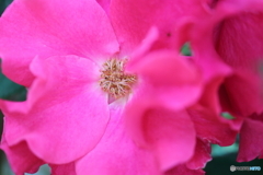 街に咲く花