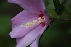 お花