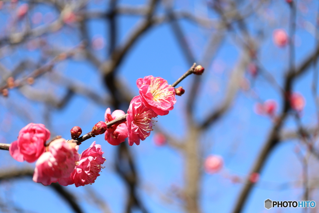 梅の花