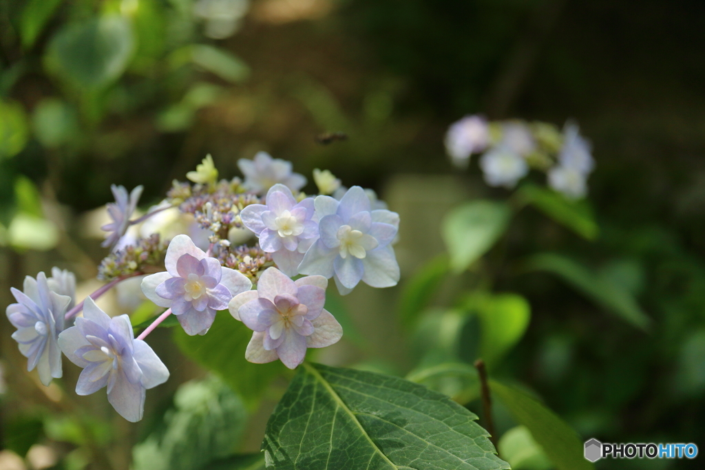 紫陽花